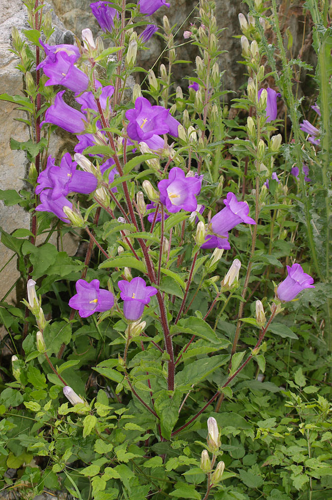 Campanula medium/Campanula toscana